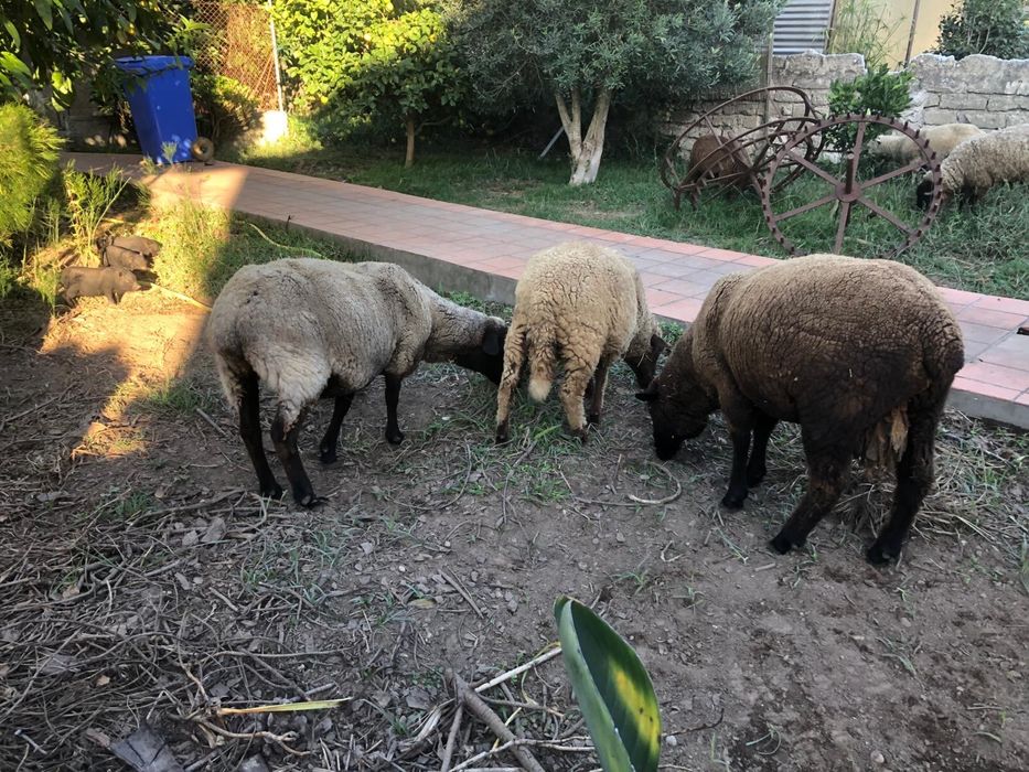 Carneiros - Cordeiros - Animais de Quinta