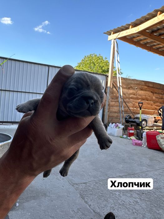 Цуценята французького бульдога
