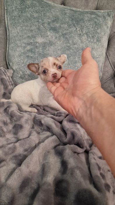 Chihuahua top top