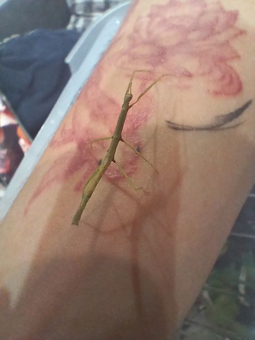 Sprzedam nadwyżkę  patyczaków  rogatych