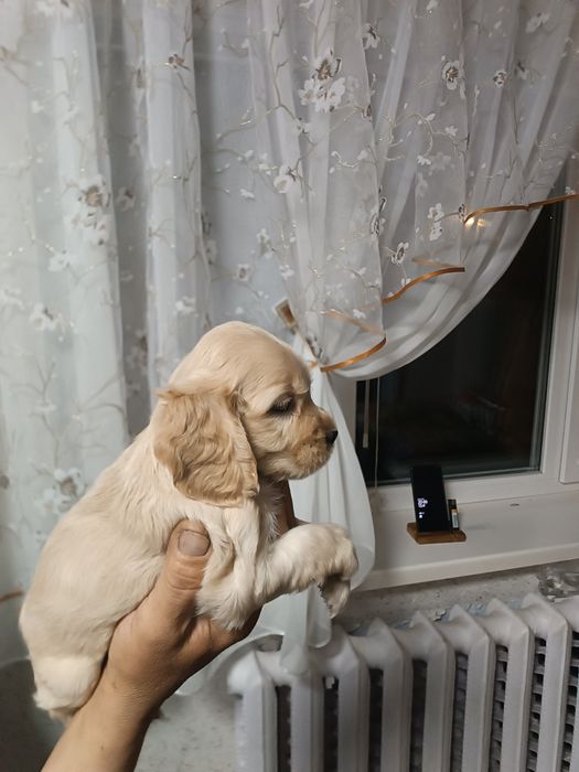 Одесские Аегличане