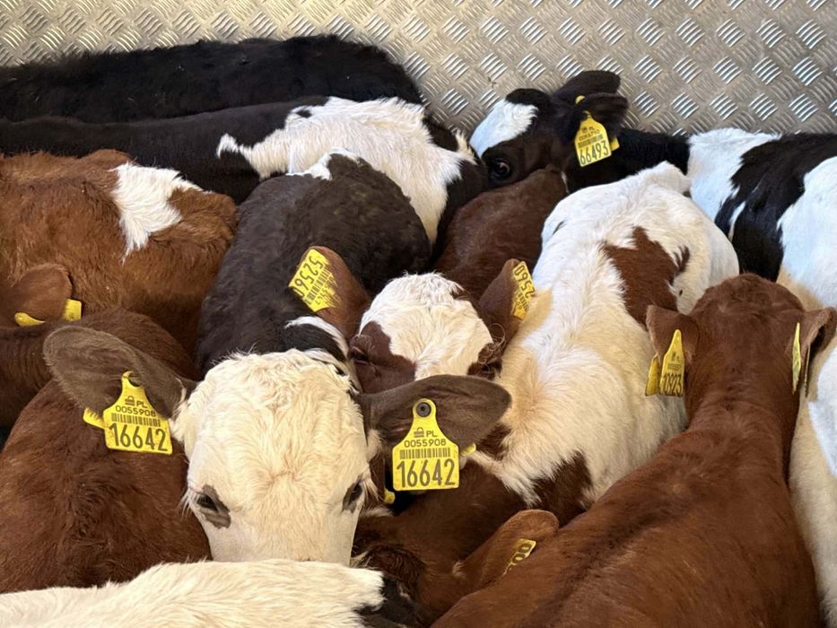 Sprzedam byczki jałoszki