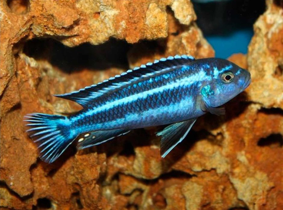 Melanochromis cyaneorhabdos MAINGANO - PYSZCZAK - dowóz, wysyłka