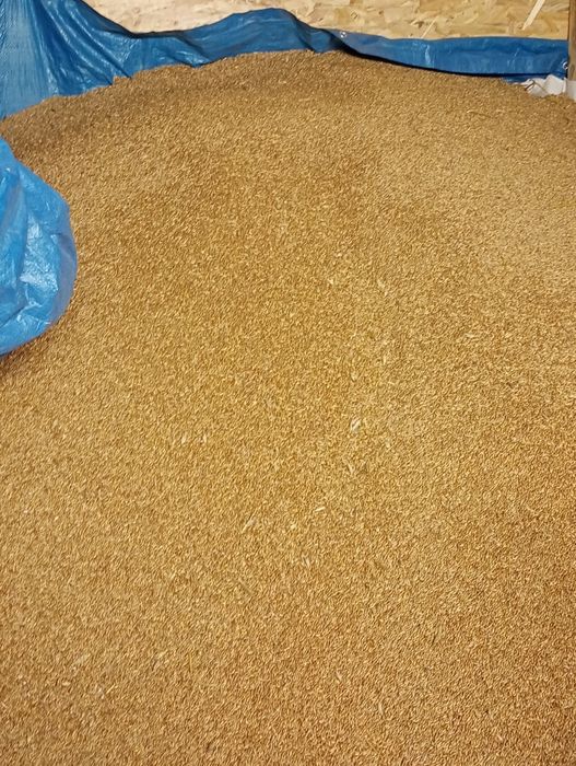 Sprzedaż tego roczne suche  zboża ,przenzyto owies ,owies