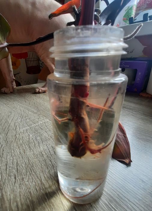 Філодендрон Pink Princes, Рожева принцеса