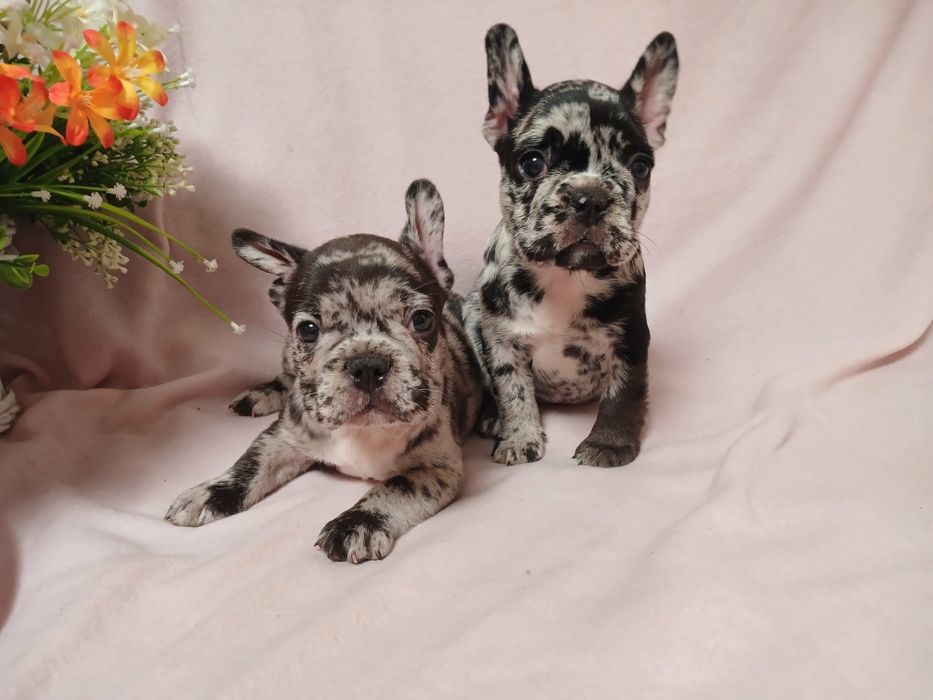 Французский бульдог Собака компаньон