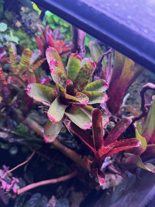 Neoregelia wild tiger terrarium