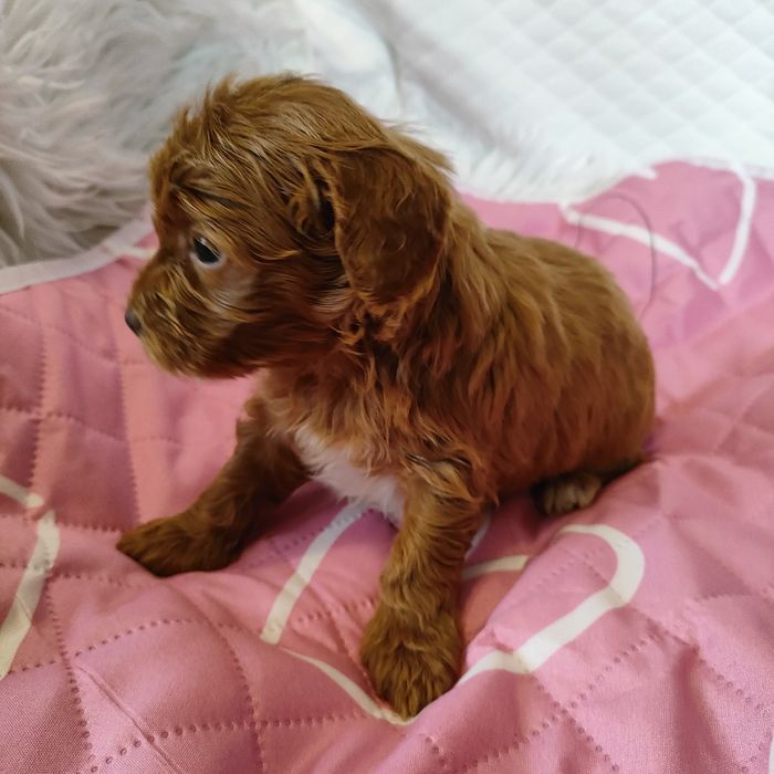 Śliczna suczka Maltipoo f1b