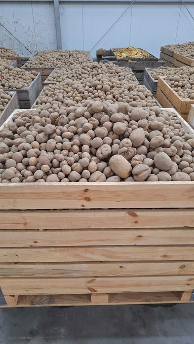 Ziemniaki paszowe odpadowe