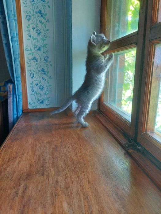 Котенок мальчик в добрые руки