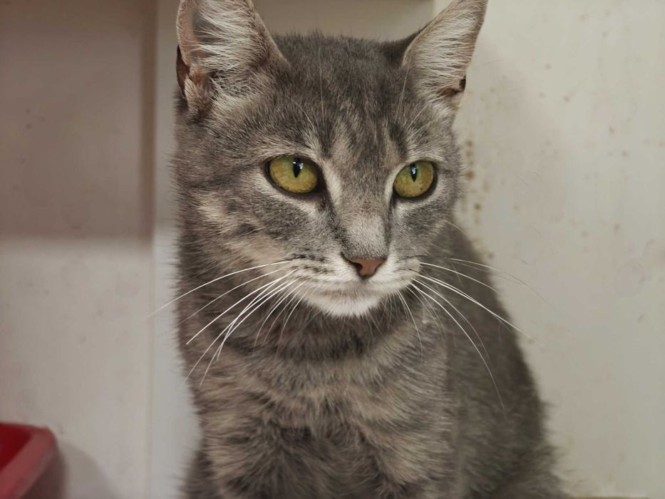 Допоможіть милій кицюні Греї, щоб не довелося їй виживати на вулиці!