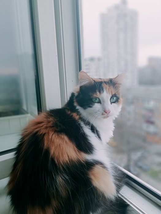 Потерялись домашние кошки