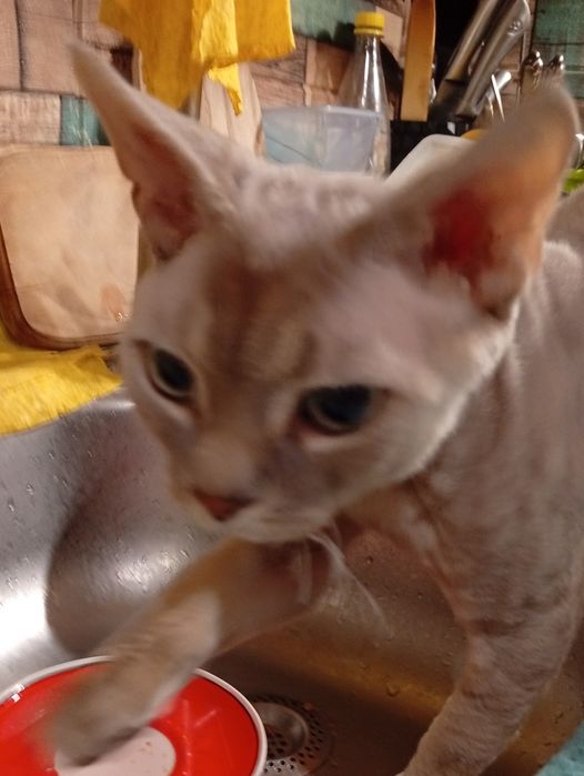 КИЕВ! Вязка Девон Рекс! Devon Rex. Кот для вязки.