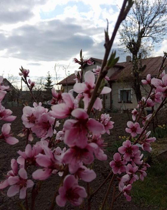 Продаж будинку у В.Березовиця