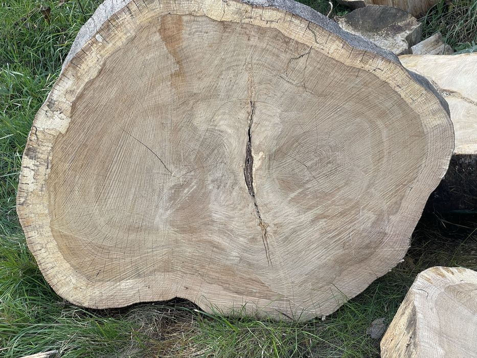 Plastry Dębowe 100cm