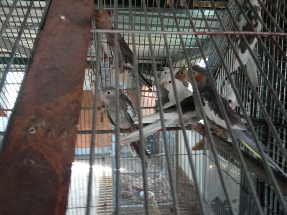 Vendo caturras deste ano