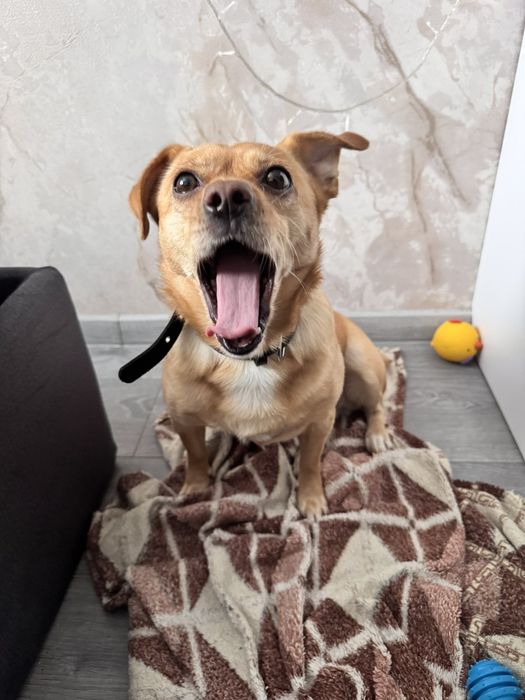 Еммі шукає родину