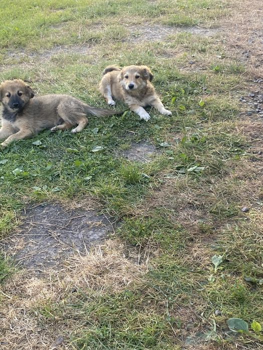 Маленькі дівчатка шукають люблячі родини .
