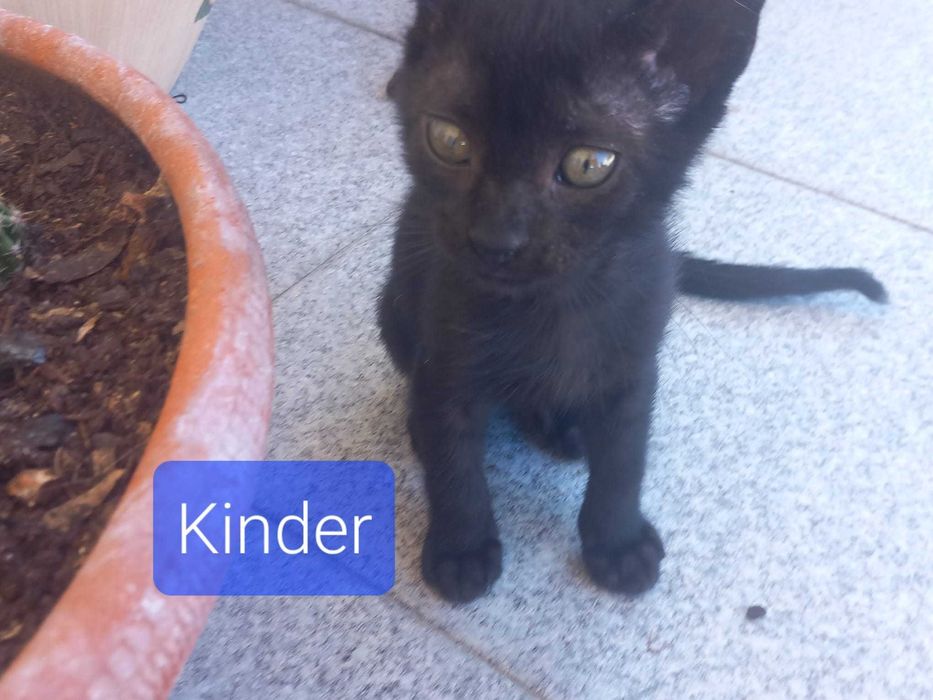 Gatinhos bebés para adoção