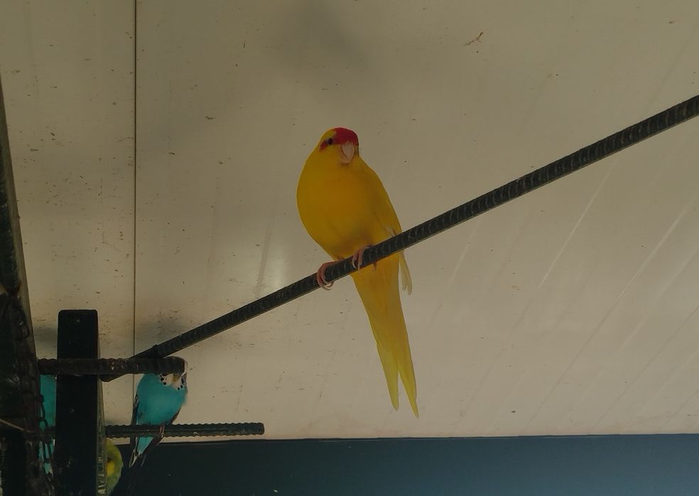 Vendo Kakarikis amarelos