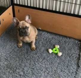 Дуже чекають свою родину! Щенята французского бульдога
