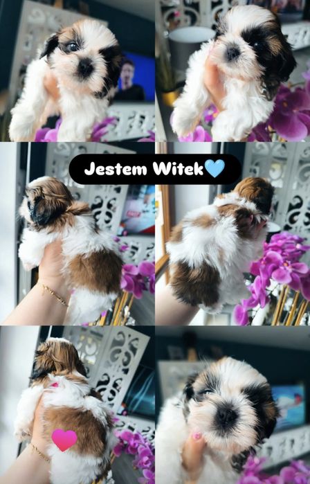 Jestem Witek shih tzu tricolor do odbioru już rodzice zdrowi legalna hodowla umowa chip bogata wyprawka