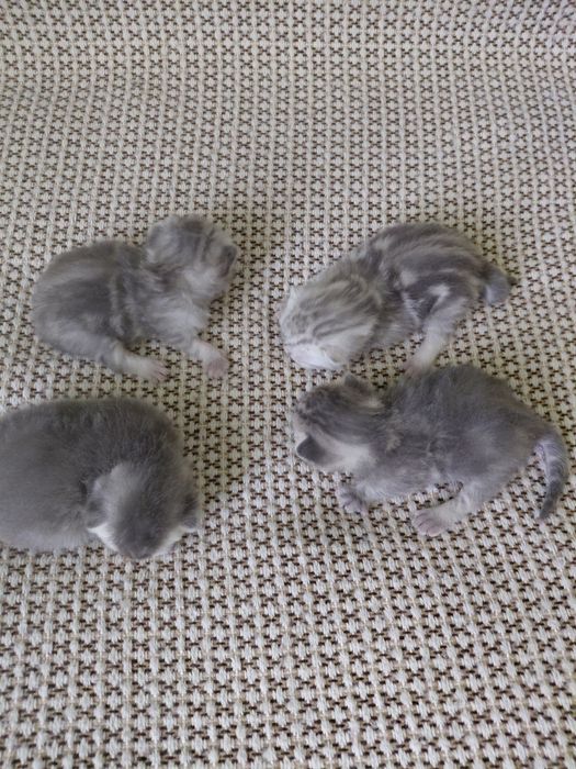 Котята шотландские