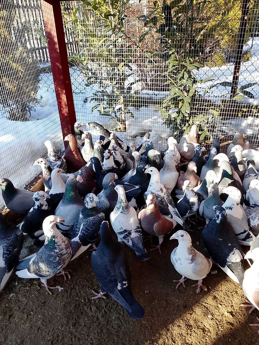 Gołębie Staropolskie