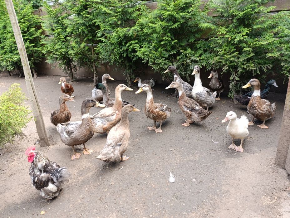 Kaczki staropolskie i dworki