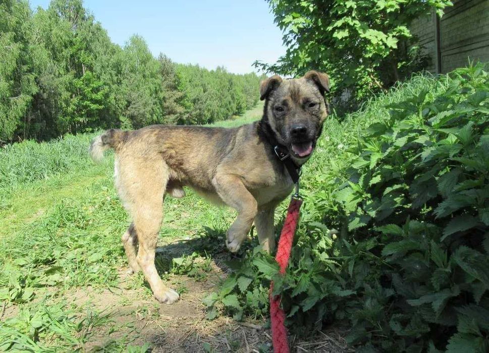 Młody, przyjazny SZCZEPANEK szuka domu !!