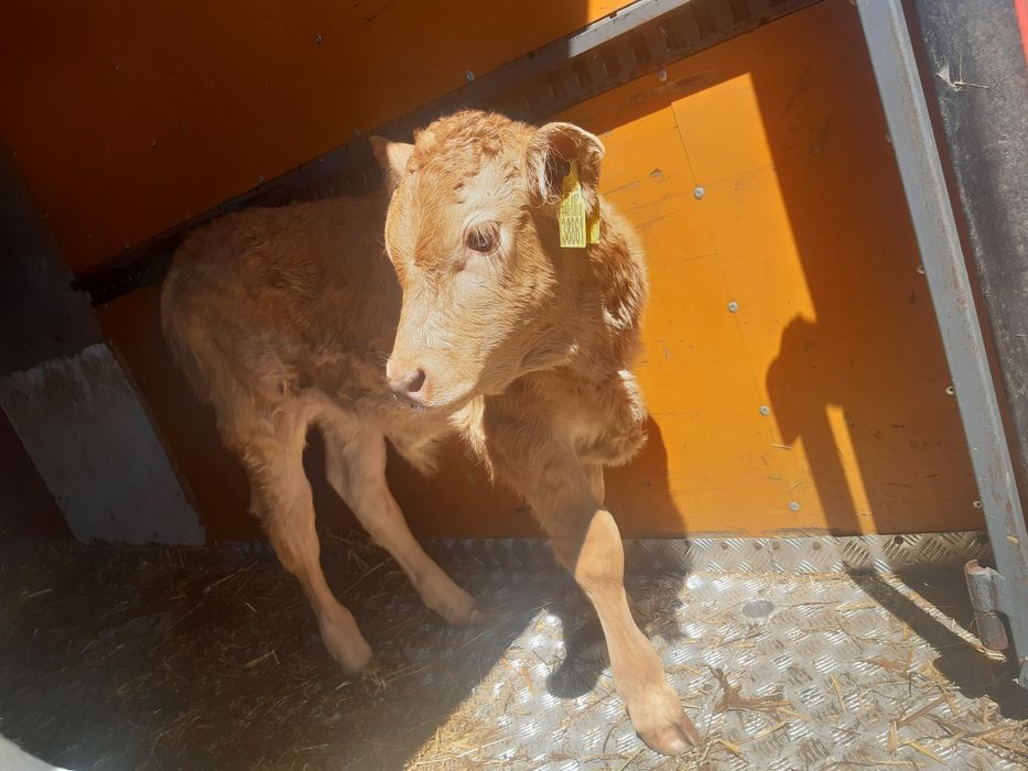 Dzialoszyce miesne cieleta