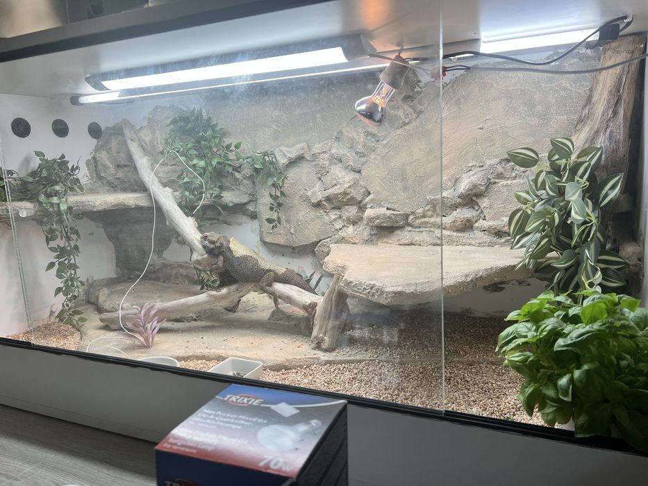 Agama Brodata z terrarium
