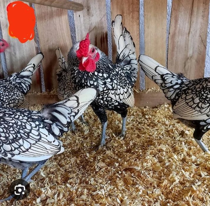 Vendo sebrights novos