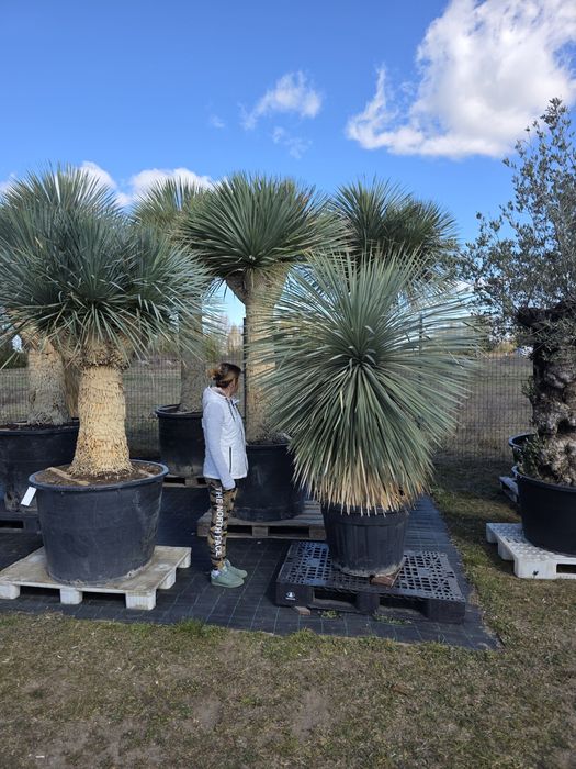 Juka niebieska ,Yucca rostrata, mrozoodporna -20