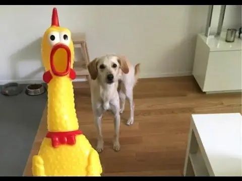 Іграшка для собак