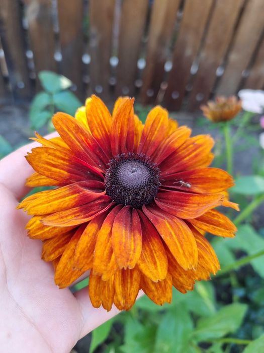 Рудбекия махровая неприхотливая