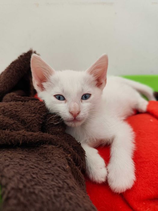 Gatinha 2 meses para adoção responsável BRAGA