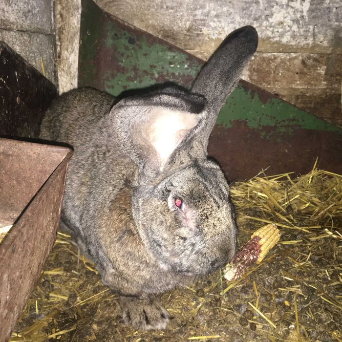 Кролі, кролиці, кроликі