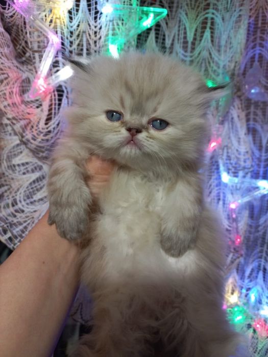 Персидські дівчатка