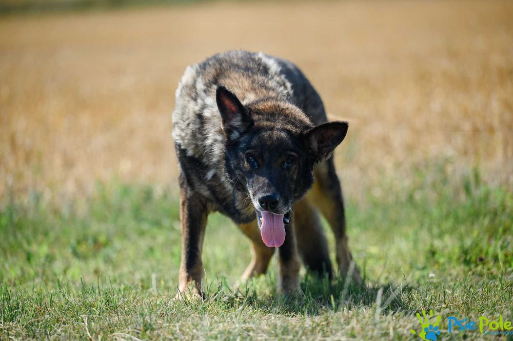 Kleosia - kochana suczka w typie owczarka niemieckiego SCHRONISKO