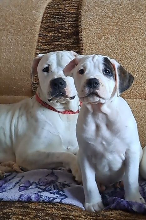 Щенки ,,Аргентинский дог,,