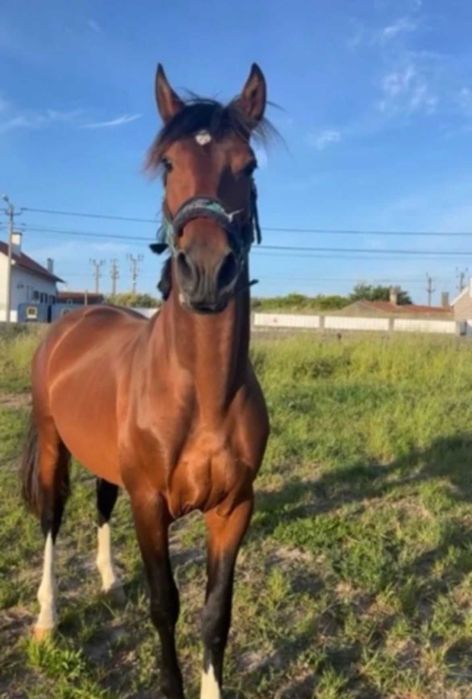 Poldro Lusitano X Hannoveriano