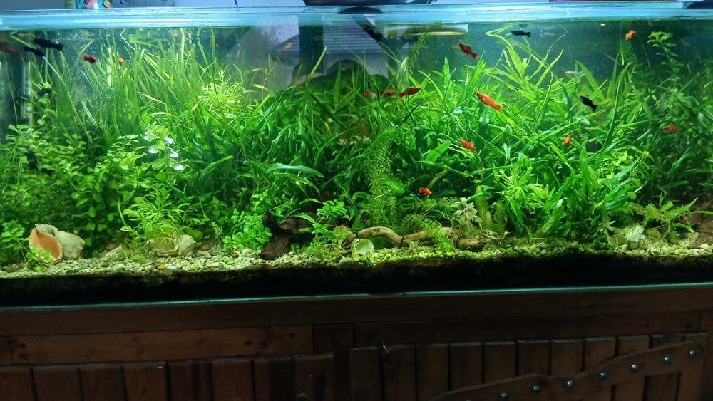 Akwarium 500 l z szawką