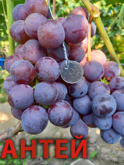 Корнесобственные саженцы винограда