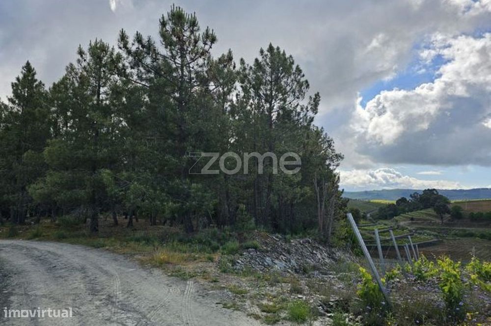 Terreno, Favaios