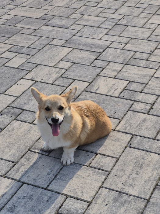 Wels Corgi Pembroke suczka FCI
