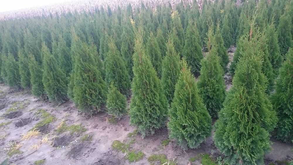 Tuja tuje szmaragd w doniczkach 160-180cm DOSTAWA