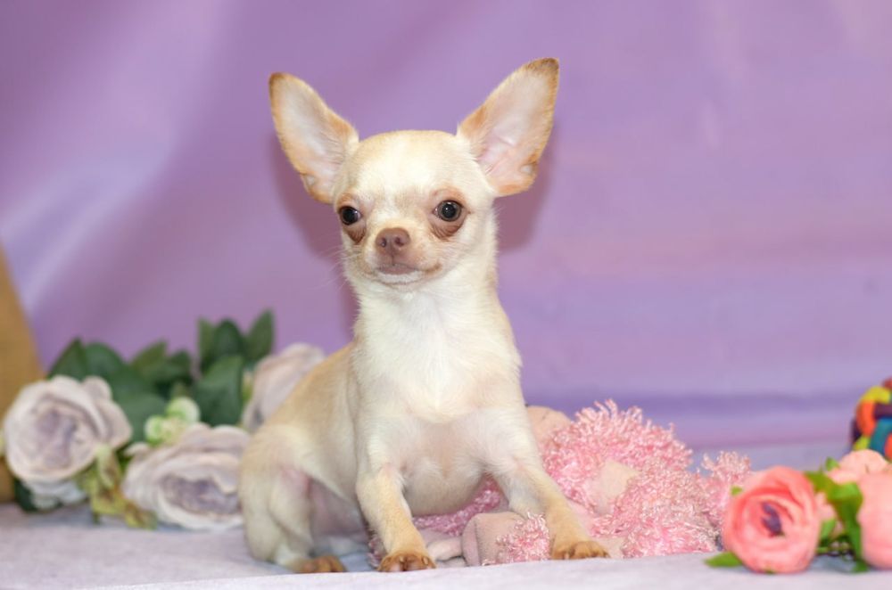 Палевый мальчишка чихуахуа