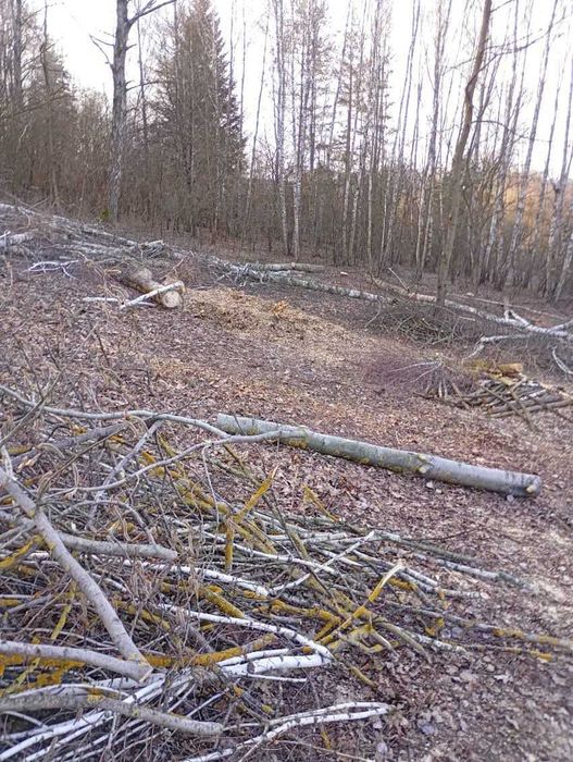 Wycinka drzew, usługi rębakiem