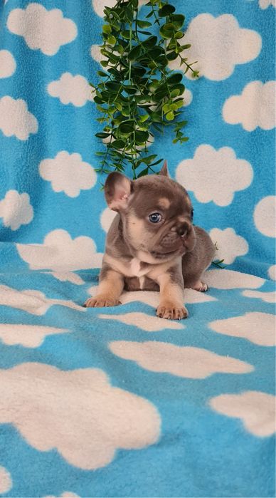 Excelente  blue tan Bulldog/Bouledogue Frances de Qualidade